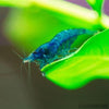 Blue Dream Dwarf Shrimp 10+ Pack