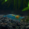 Blue Jelly Dwarf Shrimp 10+ Pack