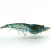 Blue Jelly Dwarf Shrimp 10+ Pack