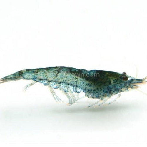 Blue Jelly Dwarf Shrimp 10+ Pack