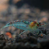 Blue Jelly Dwarf Shrimp 10+ Pack