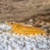 Goldenback Yellow Dwarf Shrimp 10+ Pack