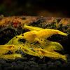 Goldenback Yellow Dwarf Shrimp 10+ Pack