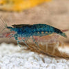 Midnight Blue Dwarf Shrimp 10+ Pack