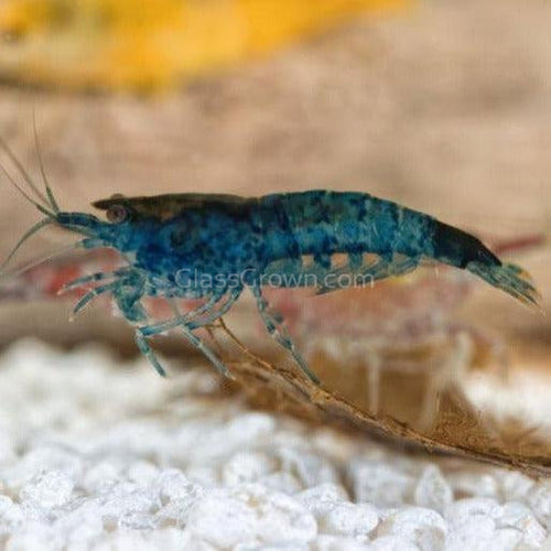 Midnight Blue Dwarf Shrimp 10+ Pack