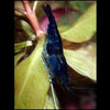 Midnight Blue Dwarf Shrimp 10+ Pack