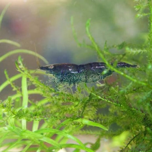 Midnight Blue Dwarf Shrimp 10+ Pack