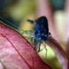 Midnight Blue Dwarf Shrimp 10+ Pack