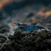 Midnight Blue Dwarf Shrimp 10+ Pack