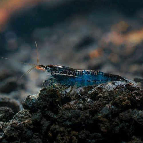 Midnight Blue Dwarf Shrimp 10+ Pack