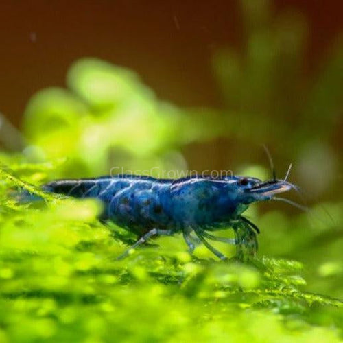 Midnight Blue Dwarf Shrimp 10+ Pack