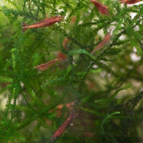 Red Cherry Dwarf Shrimp 10+ Pack