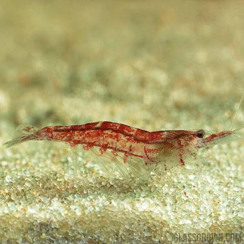 Red Cherry Dwarf Shrimp 10+ Pack