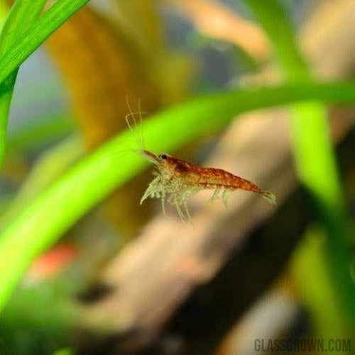 Red Cherry Dwarf Shrimp 10+ Pack