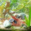 Red Cherry Dwarf Shrimp 10+ Pack