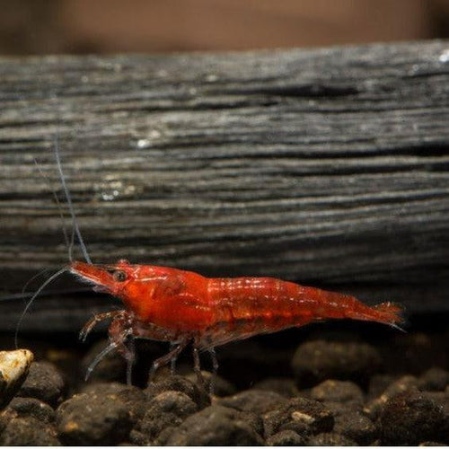 Red Cherry Dwarf Shrimp 10+ Pack