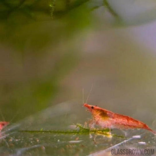 Red Cherry Dwarf Shrimp 10+ Pack