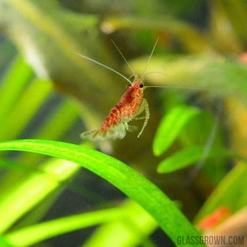 Red Cherry Dwarf Shrimp 10+ Pack