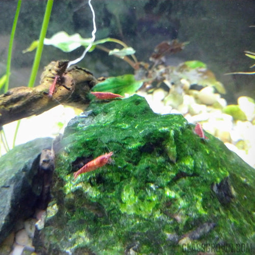 Red Cherry Dwarf Shrimp 10+ Pack