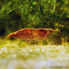 Red Cherry Dwarf Shrimp 10+ Pack