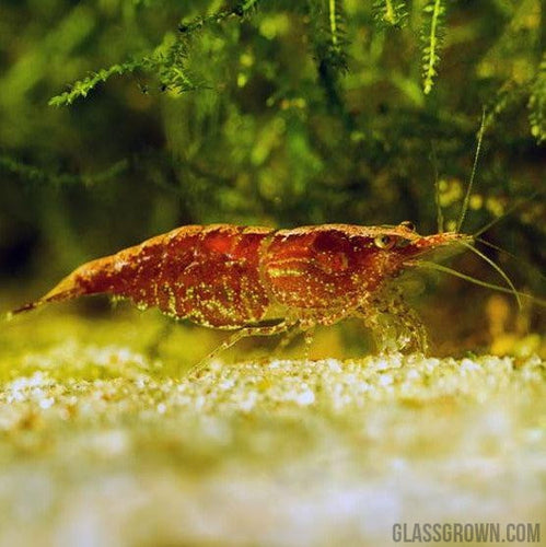 Red Cherry Dwarf Shrimp 10+ Pack