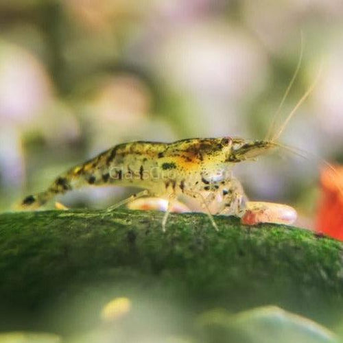 Skittles Dwarf Shrimp 10+ Pack