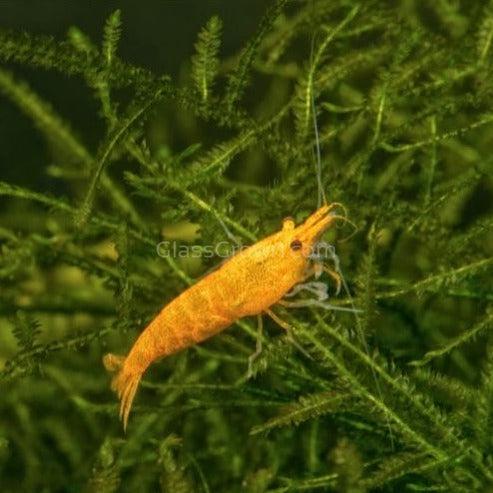 Skittles Dwarf Shrimp 10+ Pack