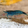 Skittles Dwarf Shrimp 10+ Pack