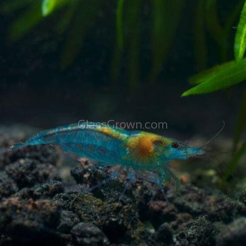 Skittles Dwarf Shrimp 10+ Pack