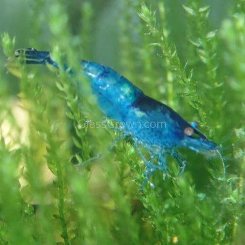 Skittles Dwarf Shrimp 10+ Pack