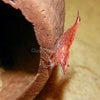 Skittles Dwarf Shrimp 10+ Pack