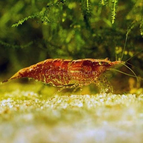 Skittles Dwarf Shrimp 10+ Pack
