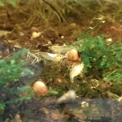 Snowball White Dwarf Shrimp 10+ Pack