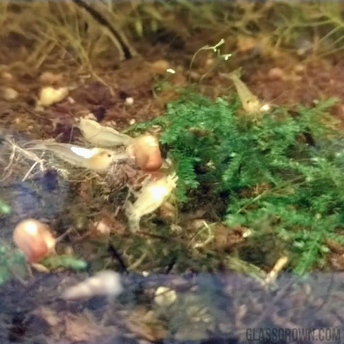 Snowball White Dwarf Shrimp 10+ Pack