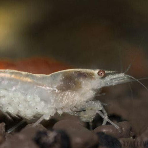 Snowball White Dwarf Shrimp 10+ Pack