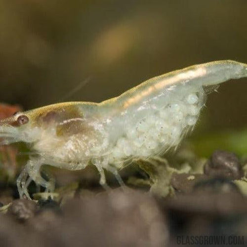 Snowball White Dwarf Shrimp 10+ Pack