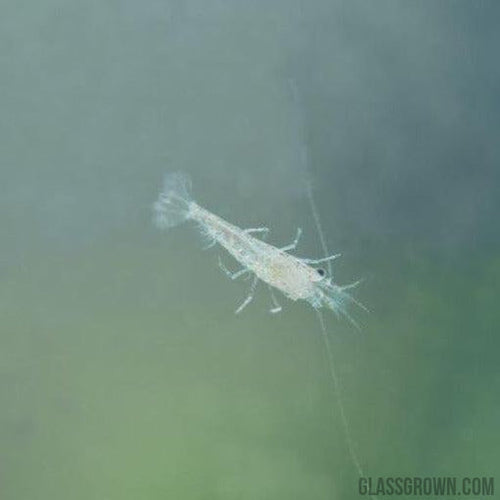 Snowball White Dwarf Shrimp 10+ Pack
