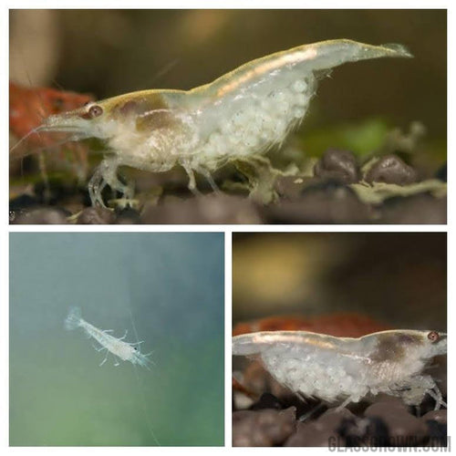 Snowball White Dwarf Shrimp 10+ Pack