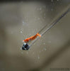 Sunkist Orange Dwarf Shrimp 10+ Pack