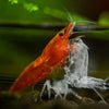 Sunkist Orange Dwarf Shrimp 10+ Pack
