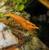 Sunkist Orange Dwarf Shrimp 10+ Pack