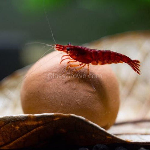 Ten Tourmaline or Maifanitum Clay Mineral Balls