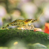 Wild Type Dwarf Shrimp 10+ Pack