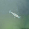 Wild Type Dwarf Shrimp 10+ Pack