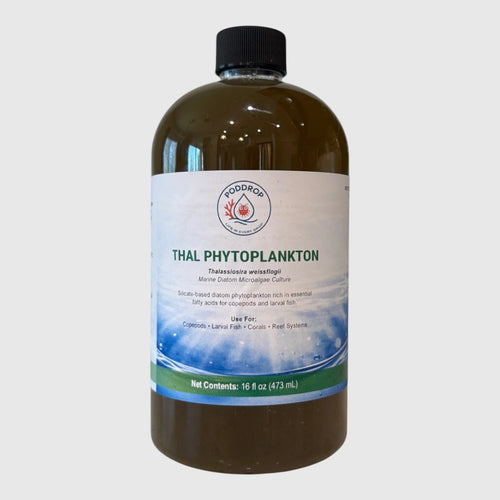 Thalassiosira weissflogii Phytoplankton Culture