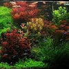 Done For You Plant Package, 12 Full Size (High Light, Co2 Required)