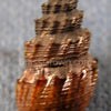 RARE Prambanan Snails 3 Pack