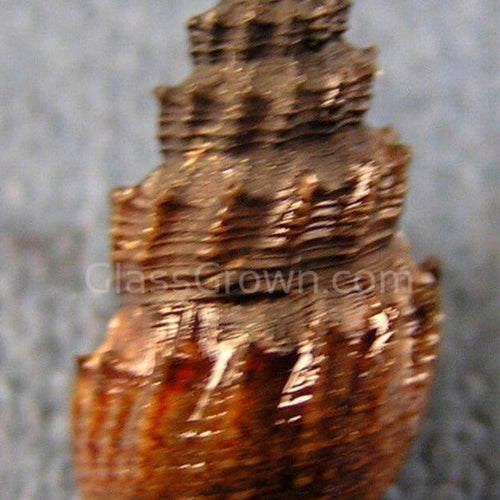 RARE Prambanan Snails 3 Pack
