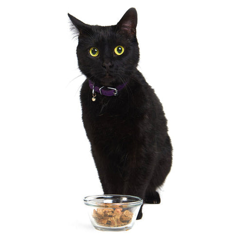 Smack Very Berry Chicken for Cats