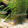 Threadfin Rainbowfish 3 Pack